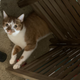 Image for article titled The Cats Of Kotaku